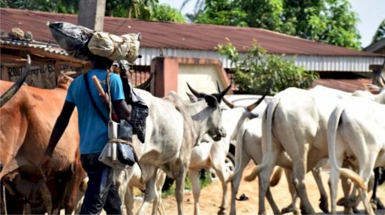 Herdmen Crisis: South-West govs ban open grazing