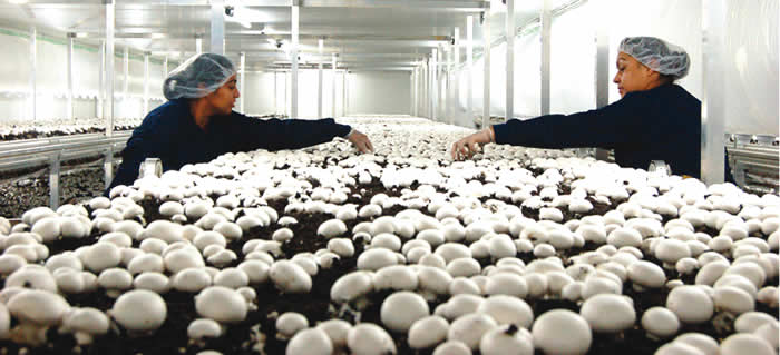 Mushroom can generate 16 million jobs, N1.8tn revenue – Growers