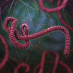 Ebola virus 3d rendering